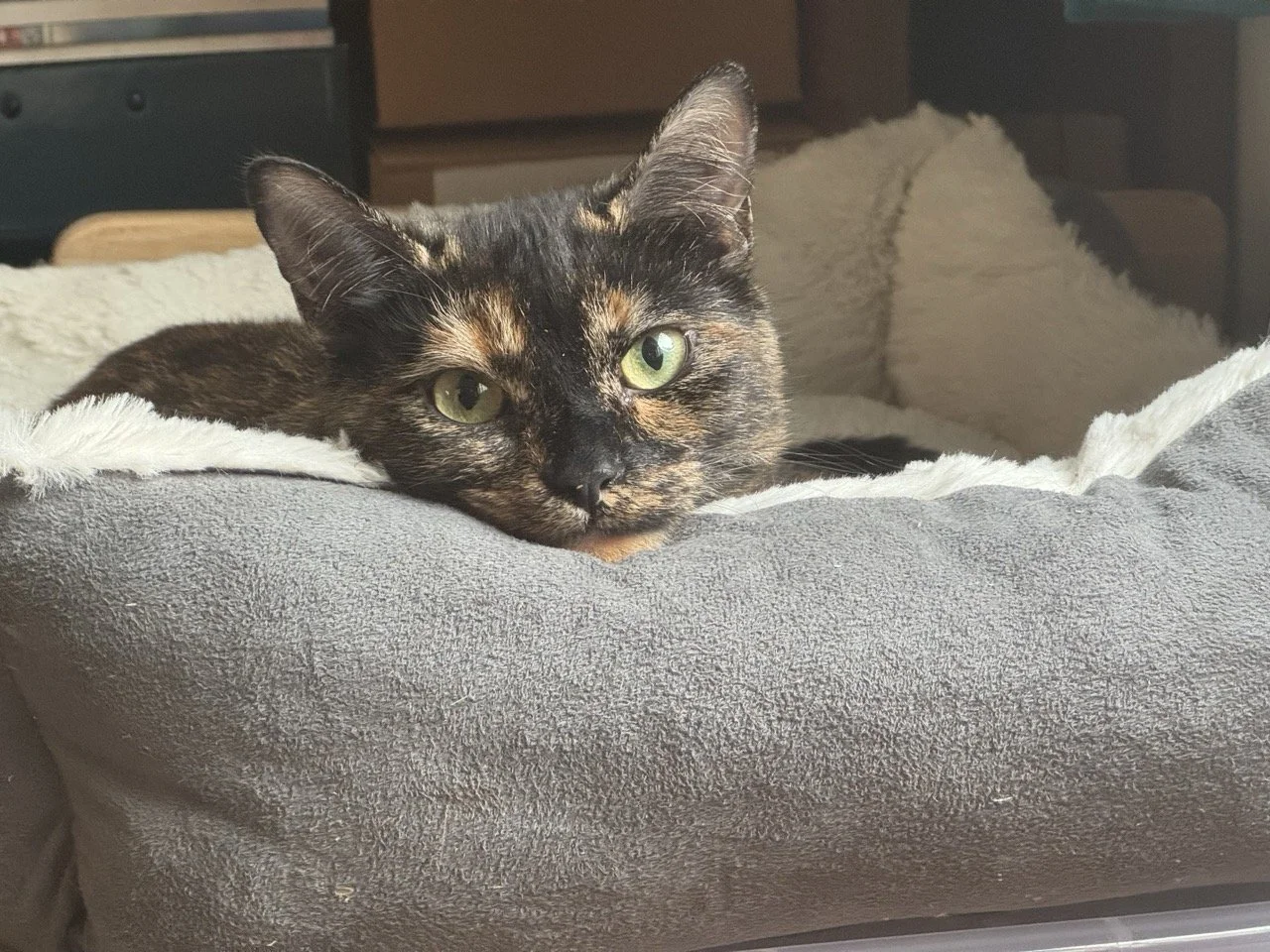 A tortoiseshell cat with green eyes lying on a soft, gray pet bed, resting its head and looking directly at the camera.