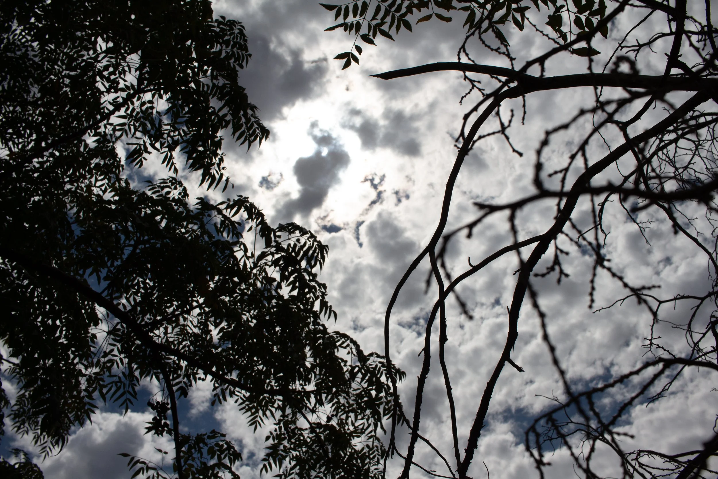 Clouds and Trees