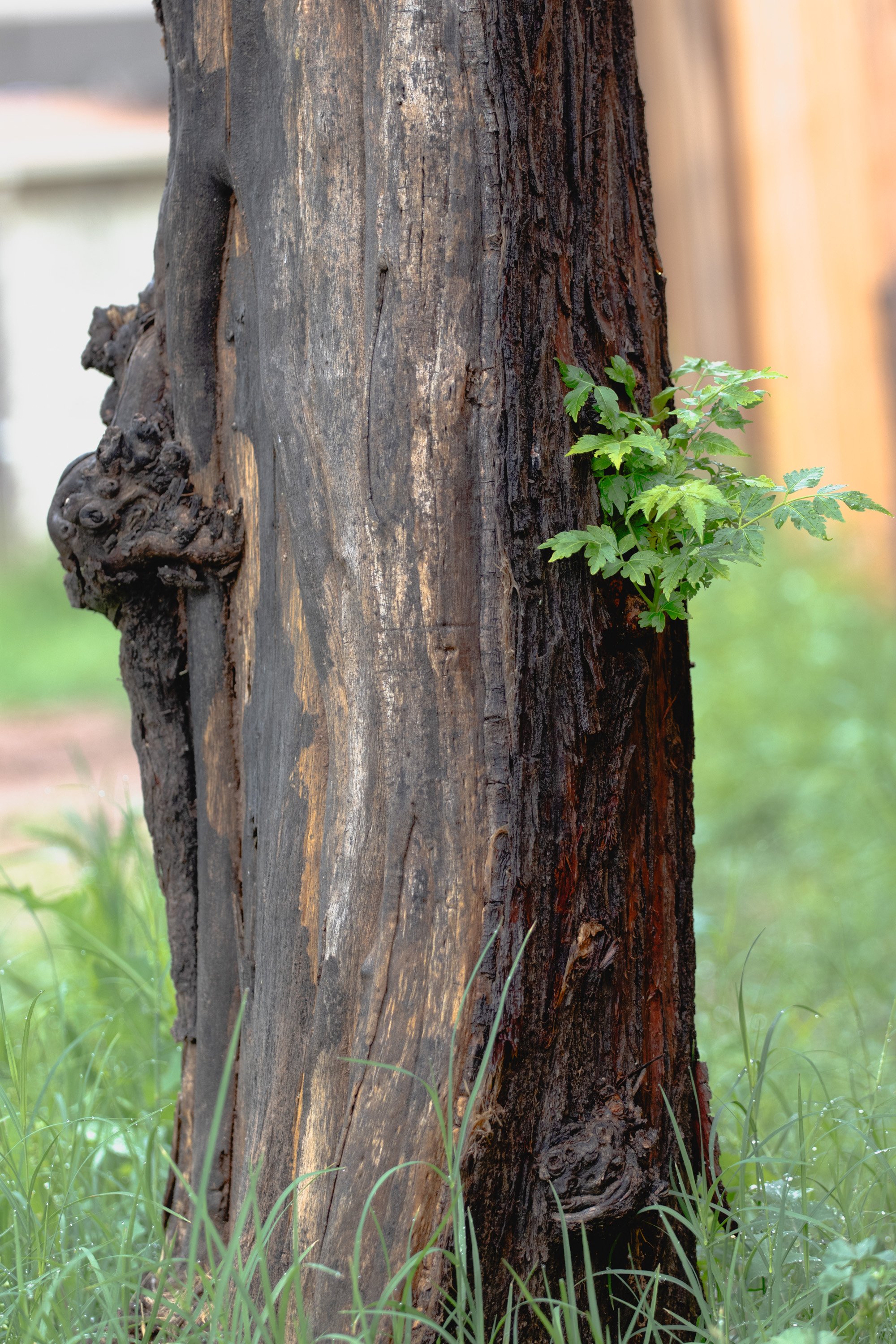 Regrowth