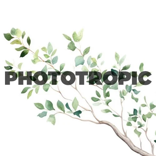 NATURE-phototropic.jpg