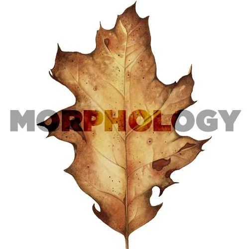 NATURE-morphology.jpg