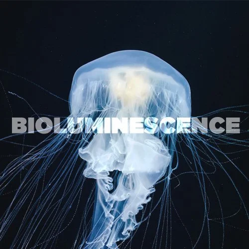 NATURE-bioluminescence BLACK.jpg