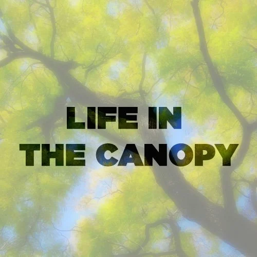 NATURE-life in the canopy 4.jpg
