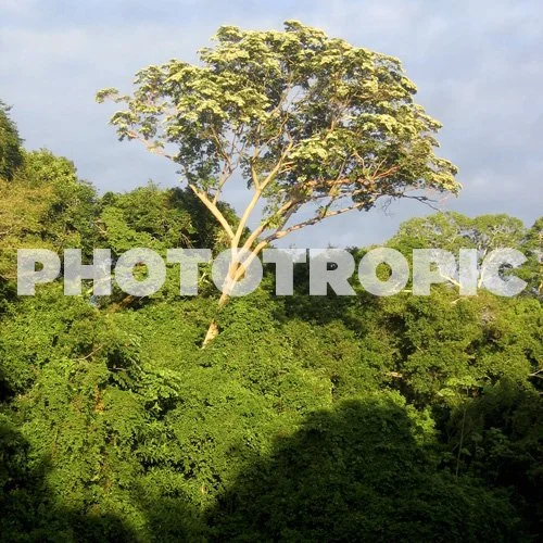 NATURE-phototropic 2.jpg