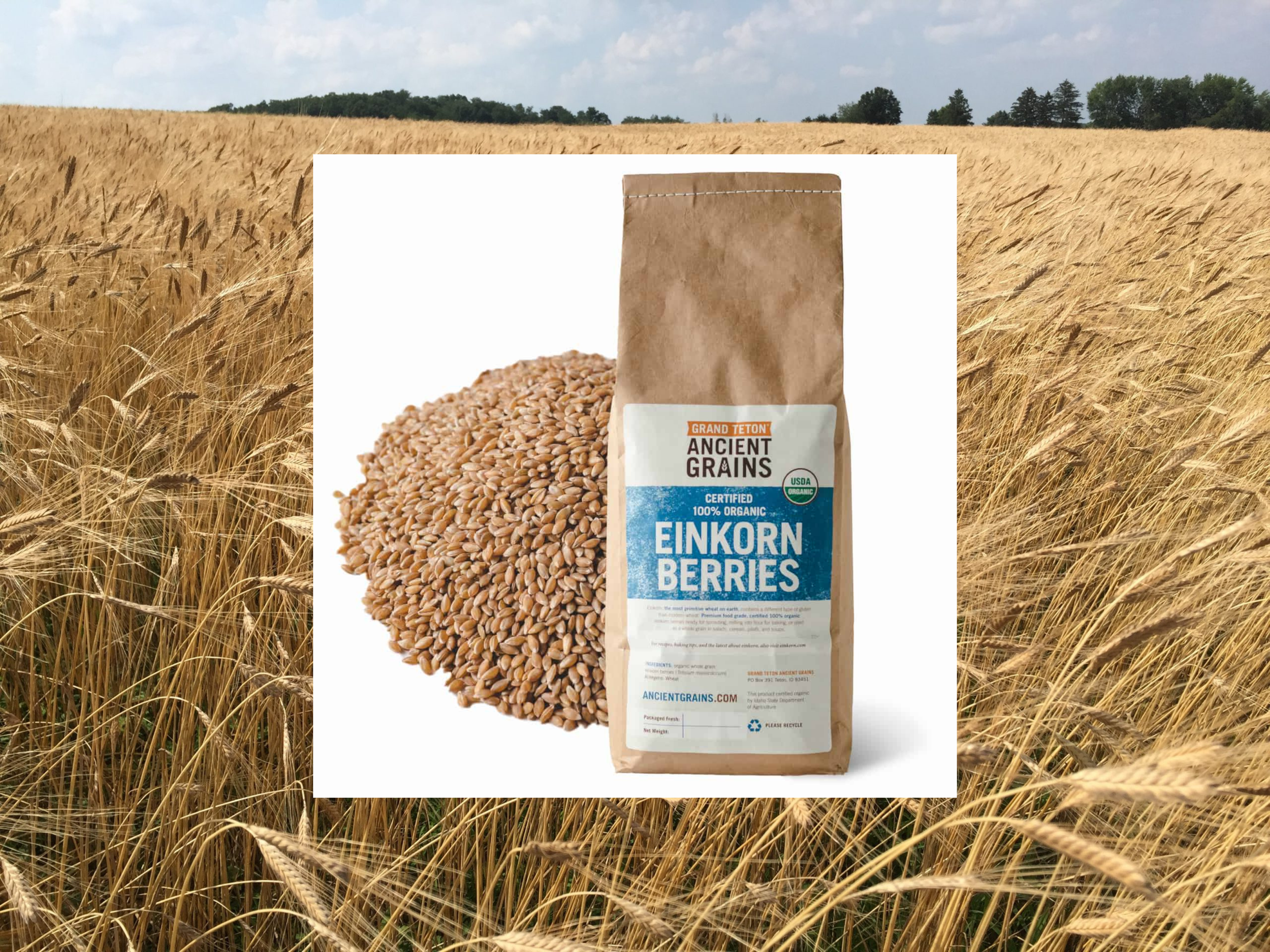 Einkorn Wheat Sourdough