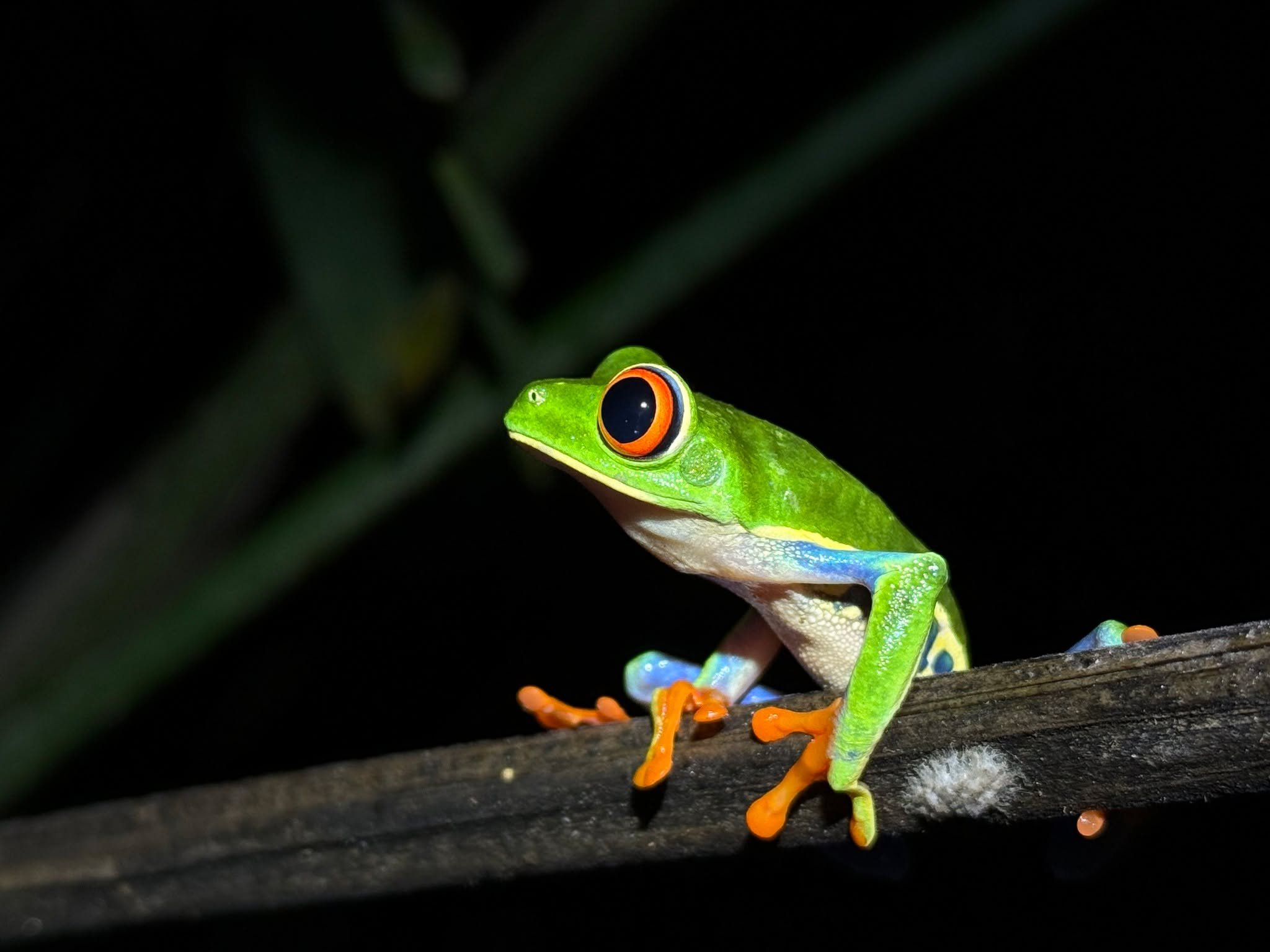 Sometimes a travel destination grabs hold of you and you just can't stop thinking about it... 🌴✨

For me, that place is Costa Rica. The lush rainforests, incredible wildlife, friendly people, and unforgettable adventures keep calling me back.

I'm s