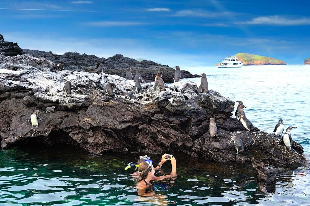 Pikaia Lodge Galapagos luxury adventure travel agent.enguins.jpg