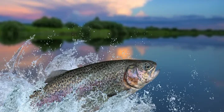 viking polaris fishing.webp