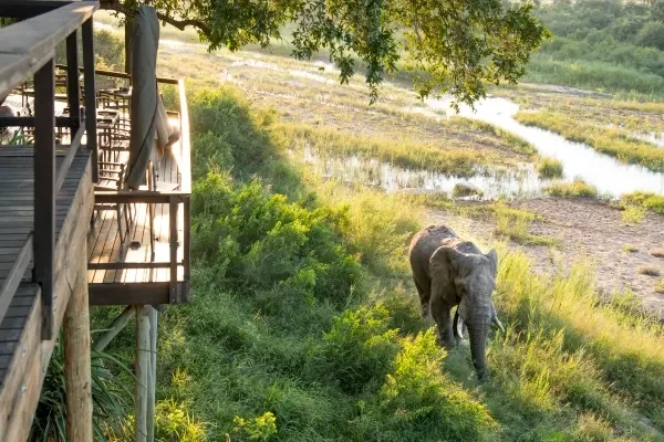Singita Boulder Lodge South Africa elephant.webp