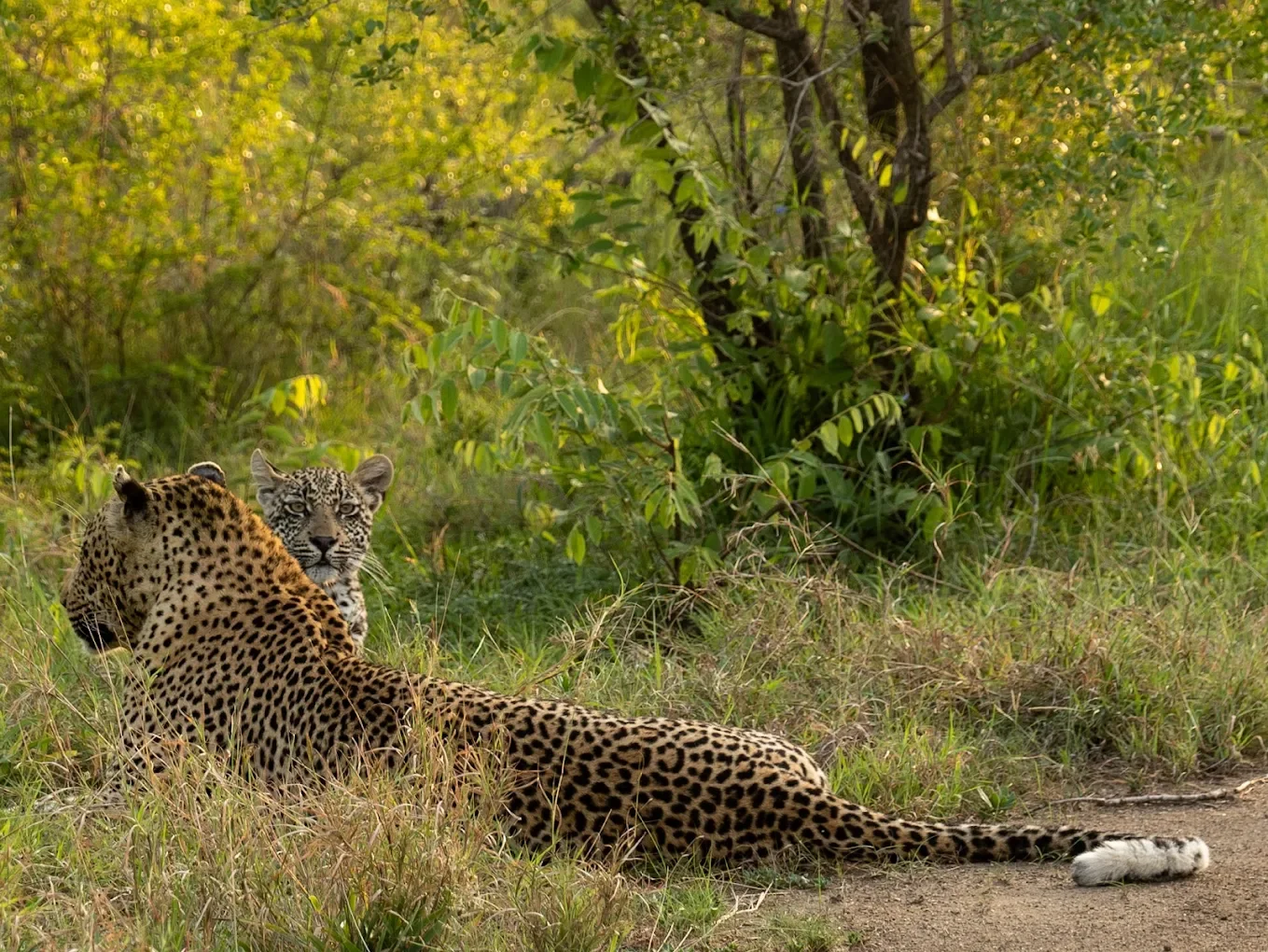 Singita Boulder Lodge South Africa cat and kit.webp