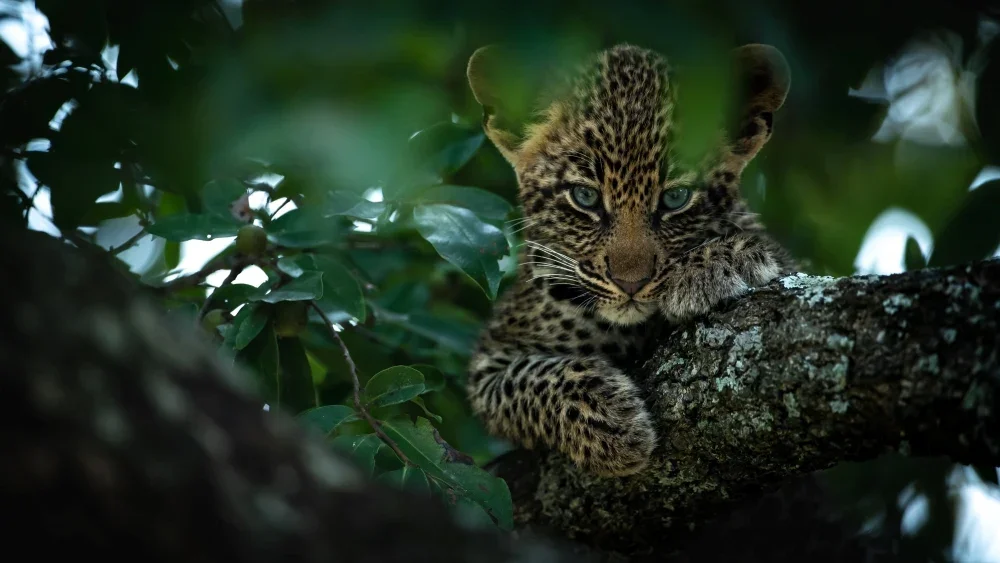Singita Boulder Lodge South Africa cat.webp