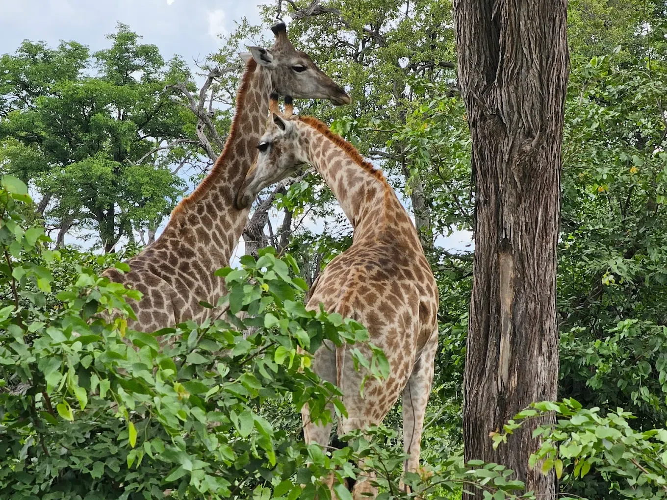 wilderness dumatau botswana giraffe.webp
