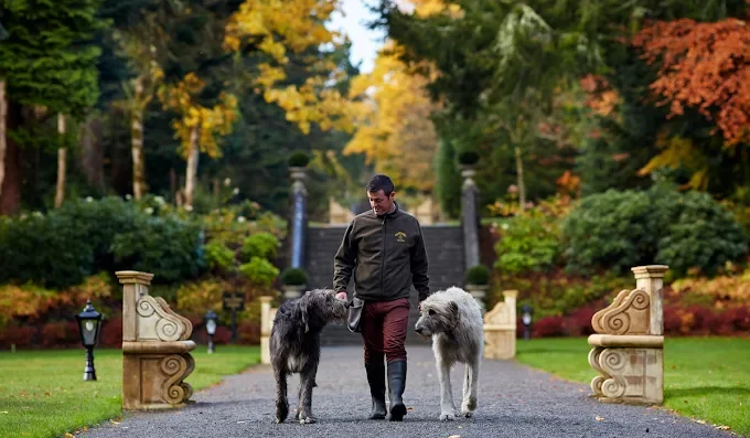 ashford castle ireland wolfhounds.webp