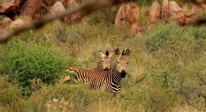 tswalu kalahari south africa zebra.webp