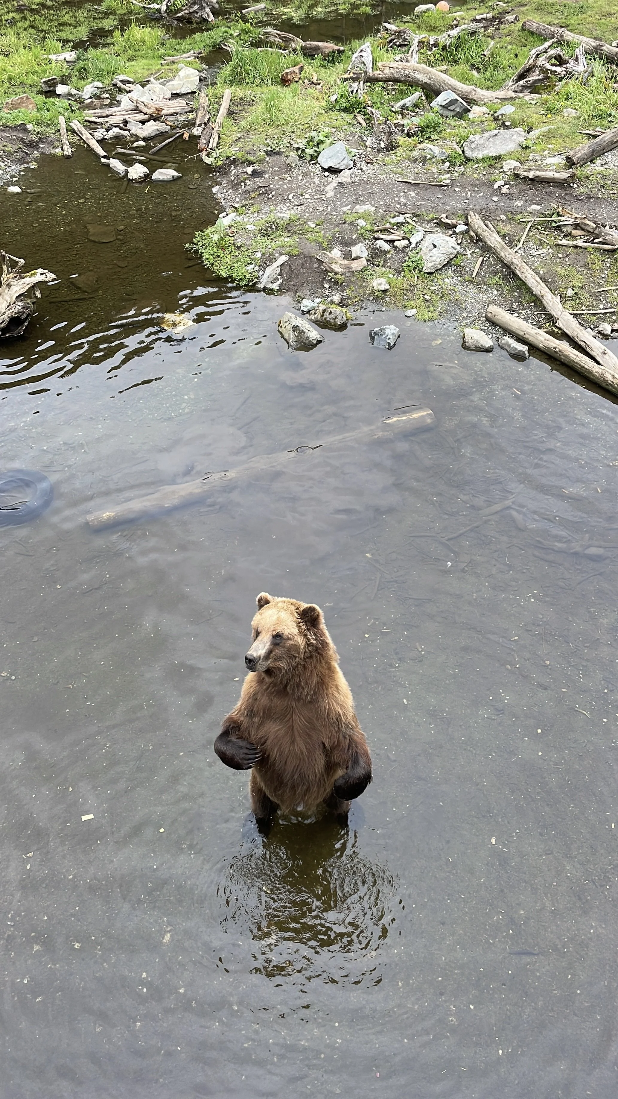 Luxury Alaska Cruise: A Poetic Journey Through Ports and Glaciers