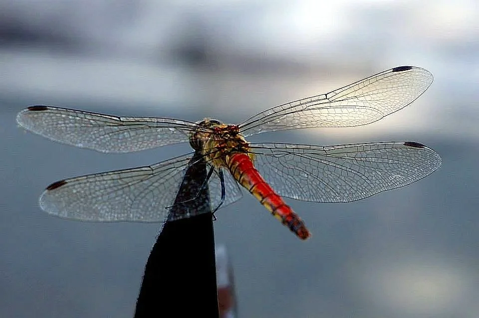 dragonfly.jpg