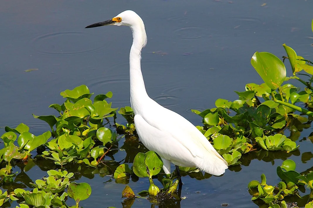 snowy-egret.jpg