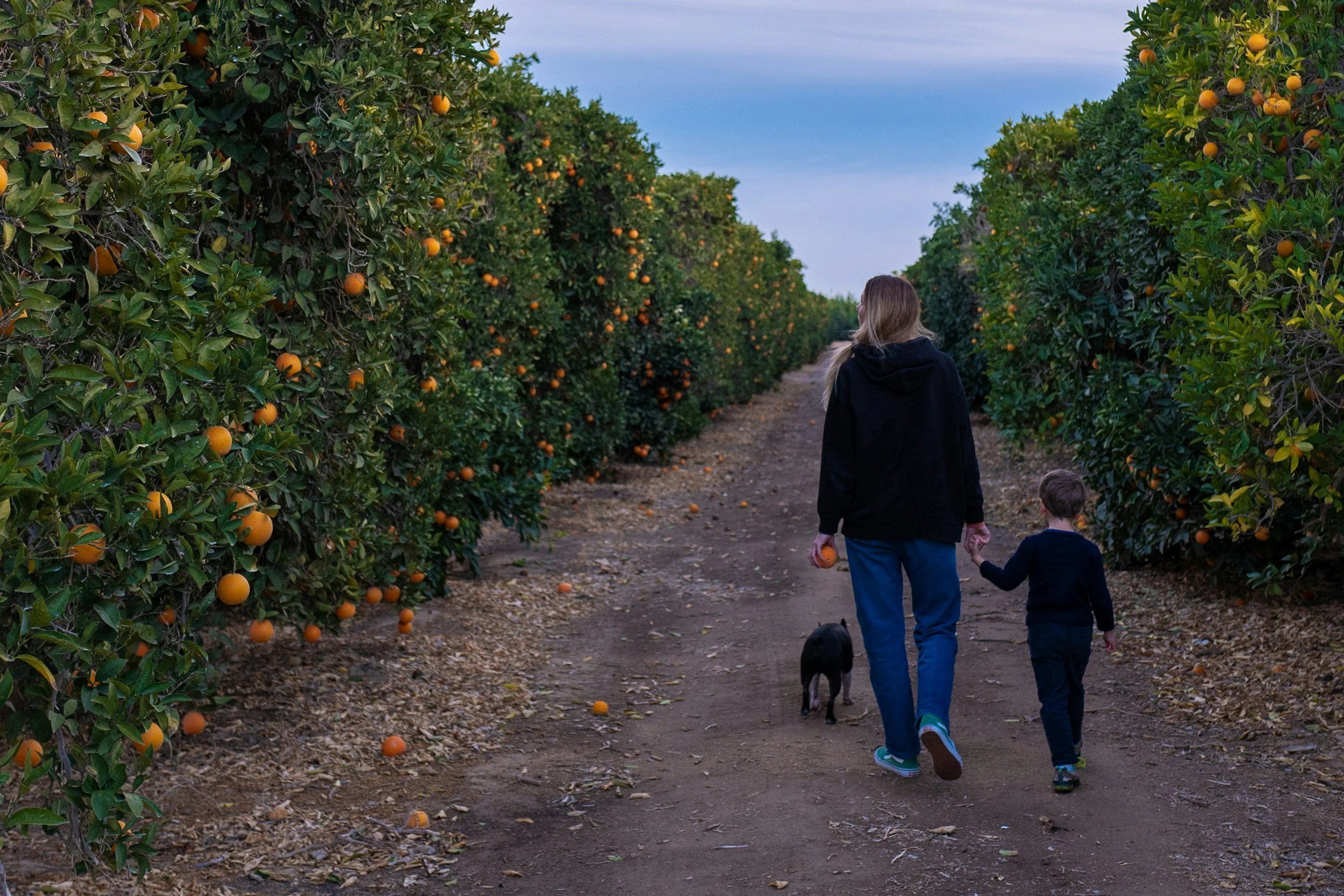 woman walks with son in orange grove