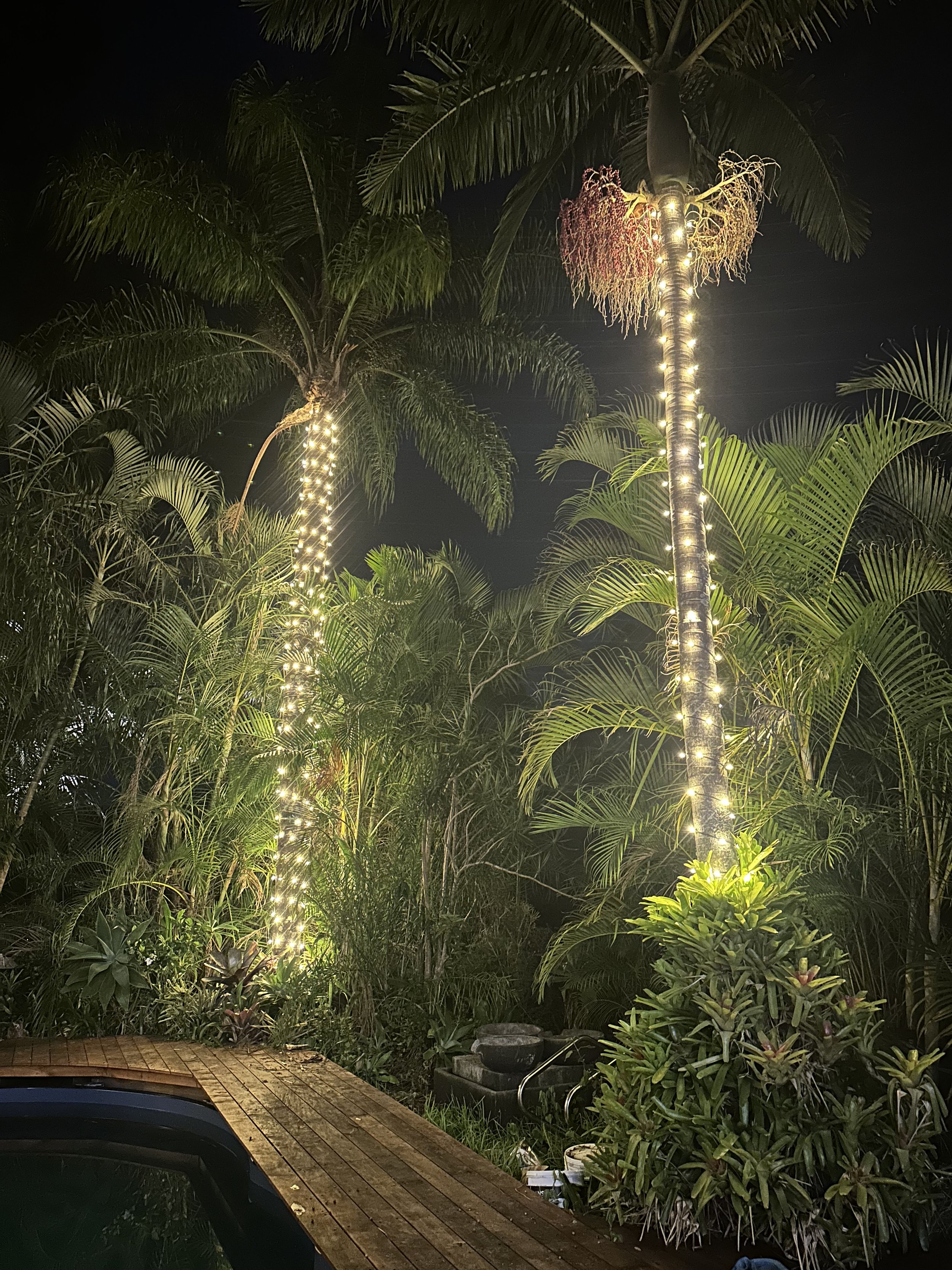 Nighttime scene of two tall palm trees wrapped with string lights surrounded by dense tropical plants, with a wooden deck in the foreground.