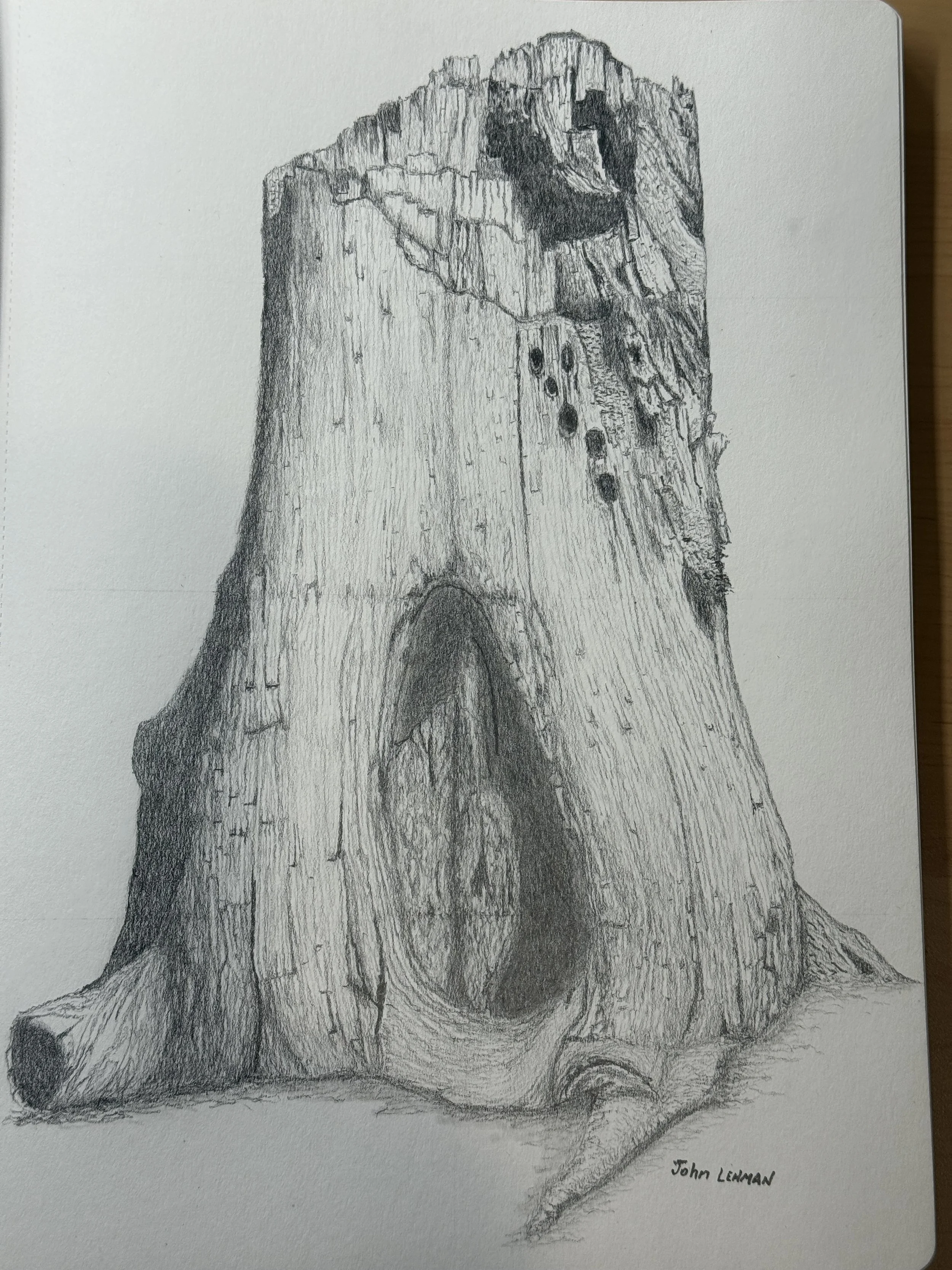 Old Stump.JPEG