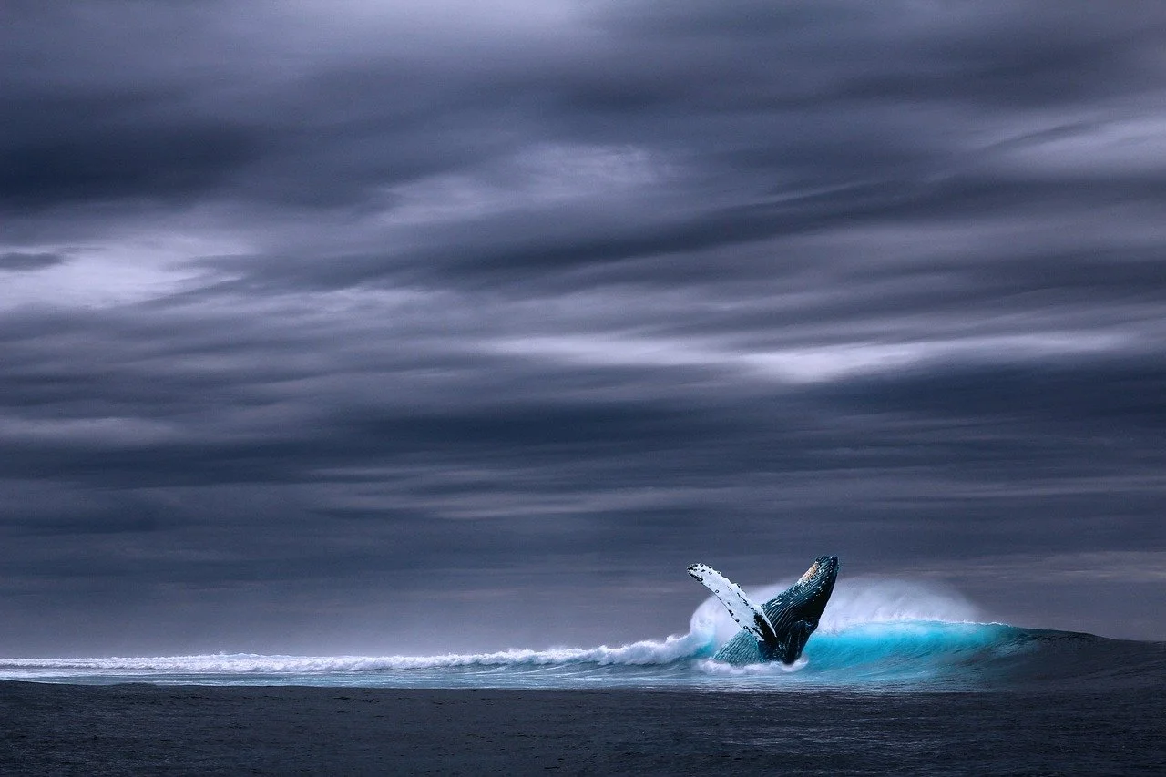 A whale breaching the water amidst a dark, cloudy sky.