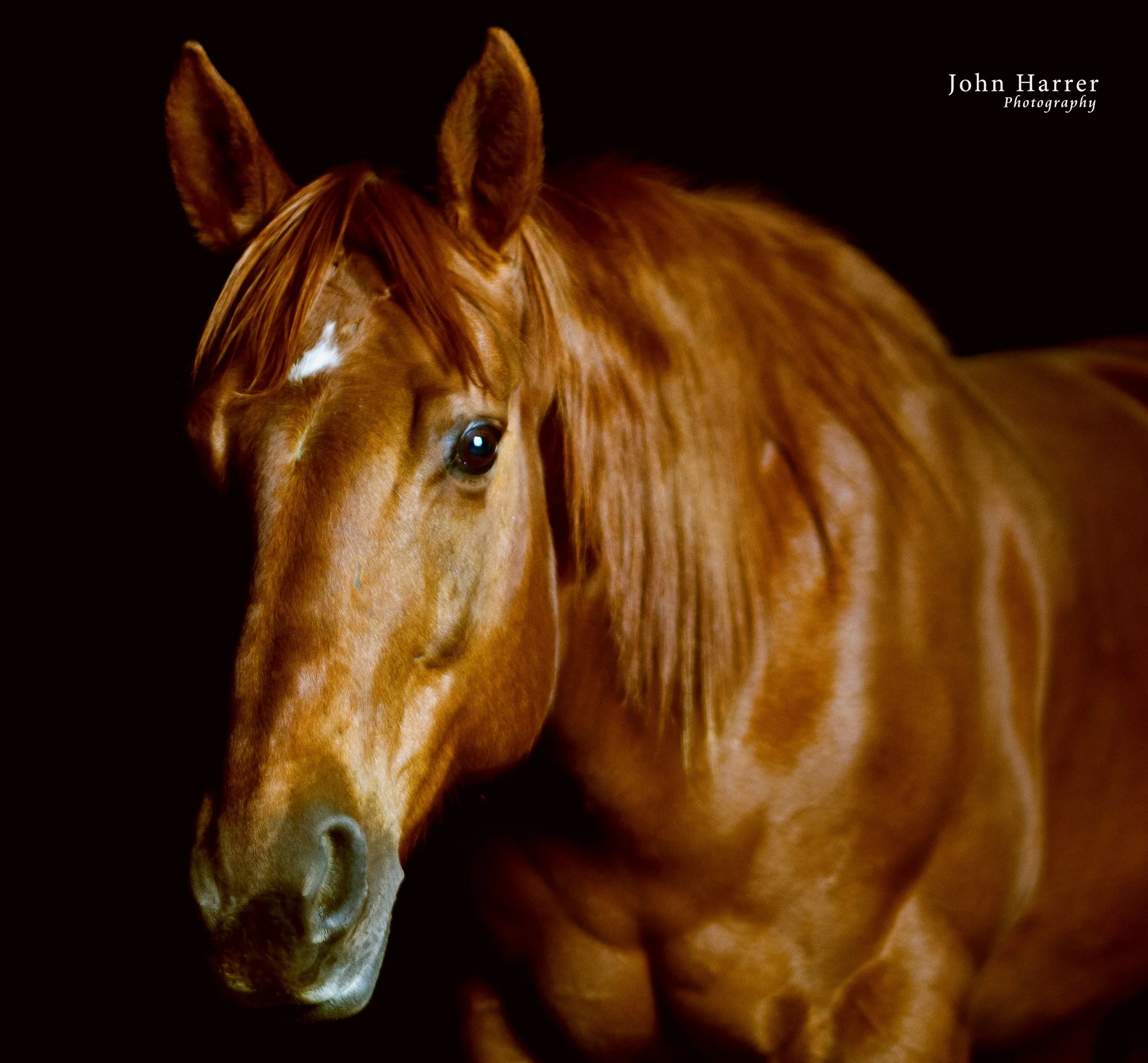 The Horse Who Won the American West