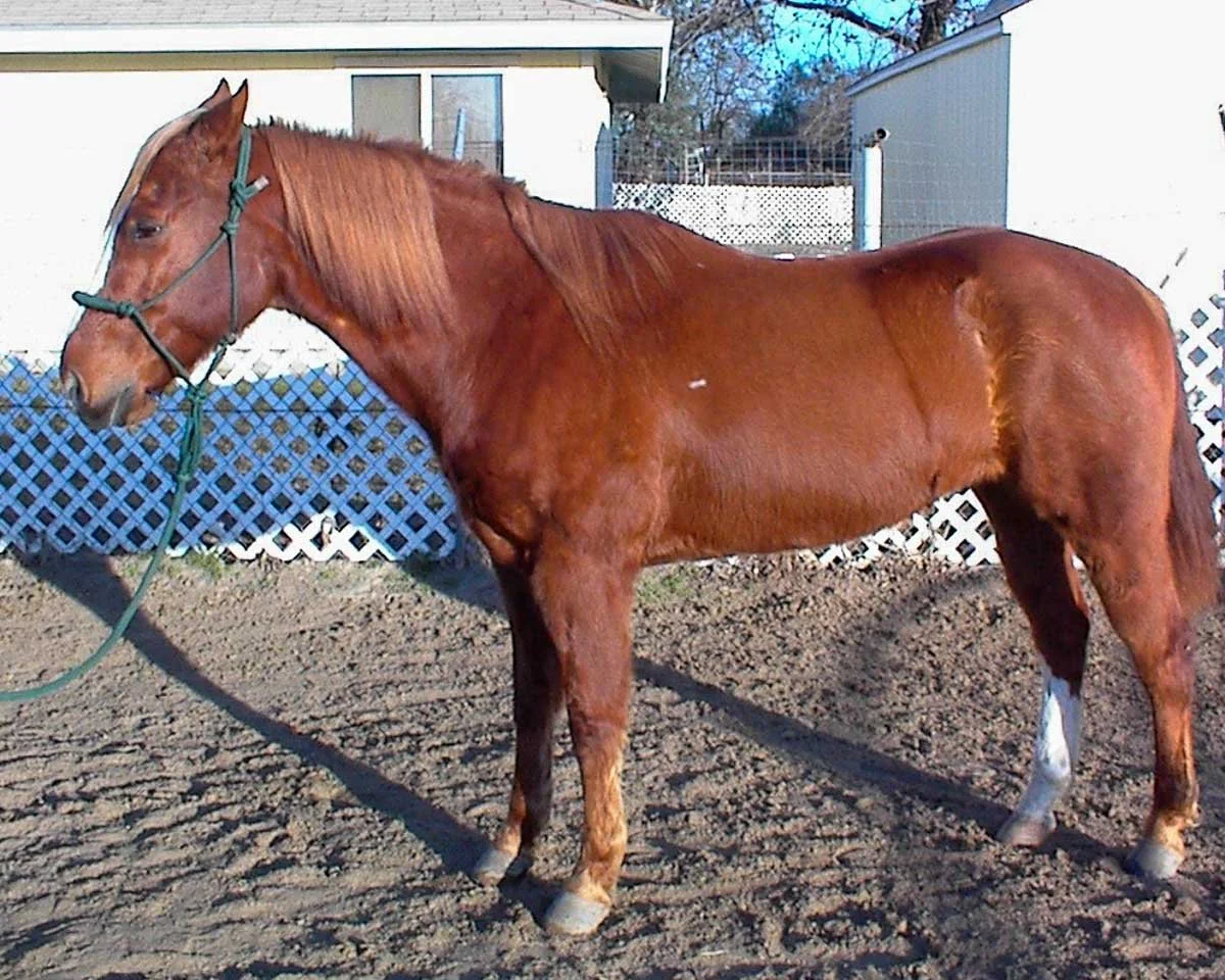 Tex standing quietly in his new corral on his first day home.