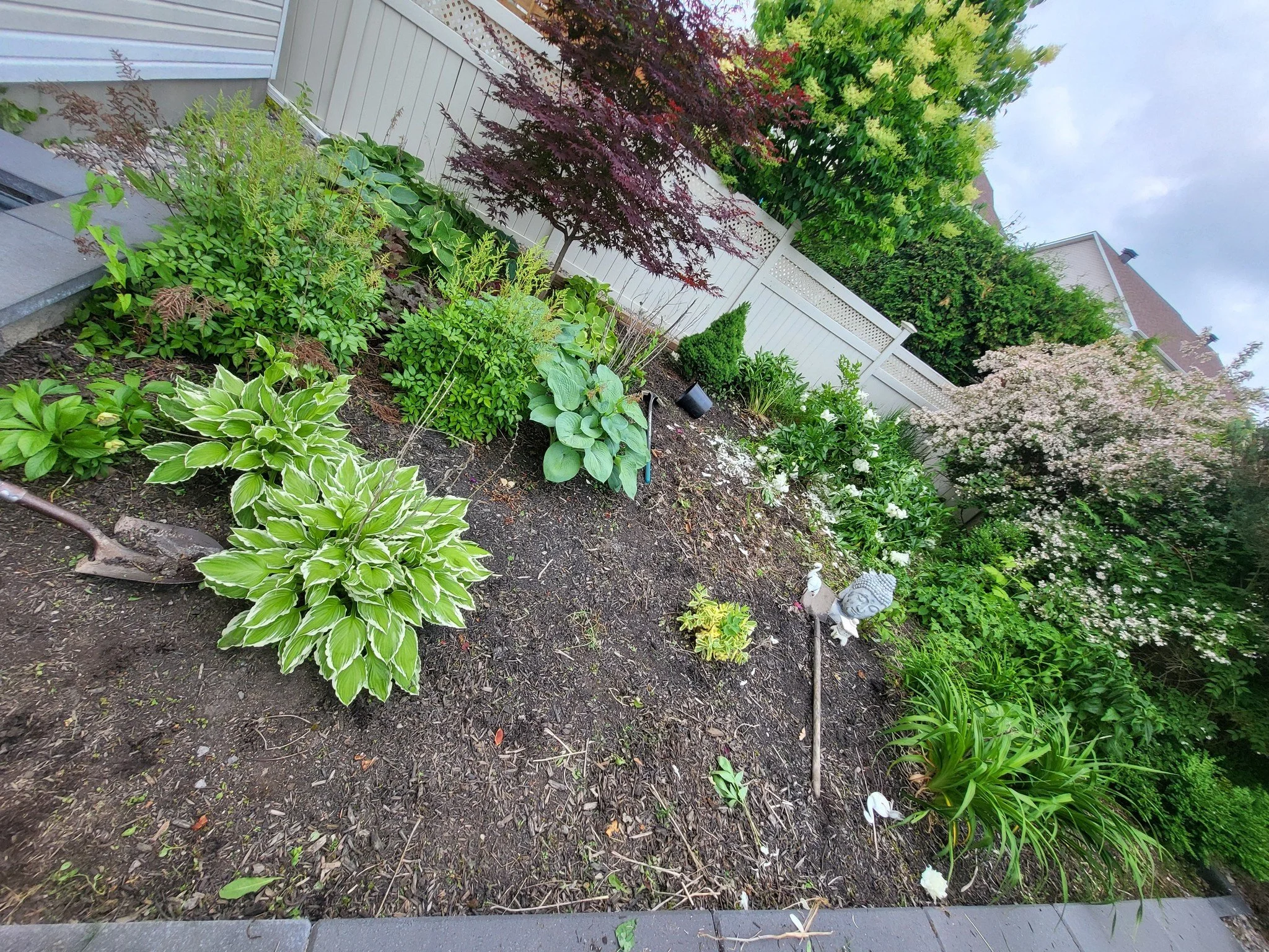 A garden with a variety of green plants, including hostas, hydrangeas, and other flowering plants, surrounded by a white fence and neighboring houses in the background.