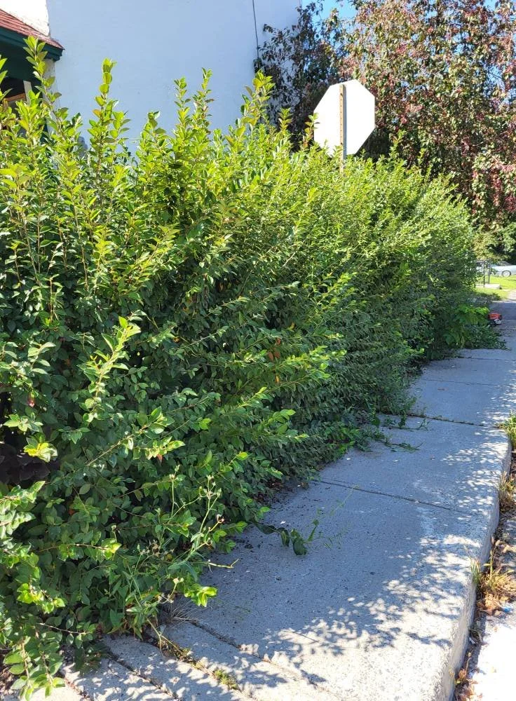 Green bushes growing beside a concrete sidewalk in a residential area.