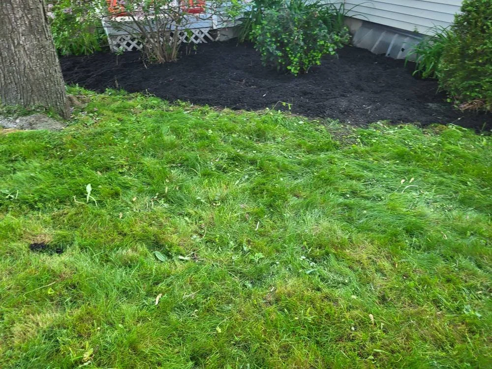 A backyard with a grassy lawn, a tree on the left, and a garden bed with dark soil and bushes near the house wall.