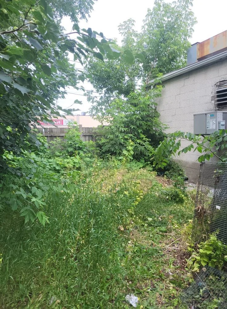 Overgrown backyard with tall grass, bushes, and trees next to a building with a gray wall and an air conditioning unit.