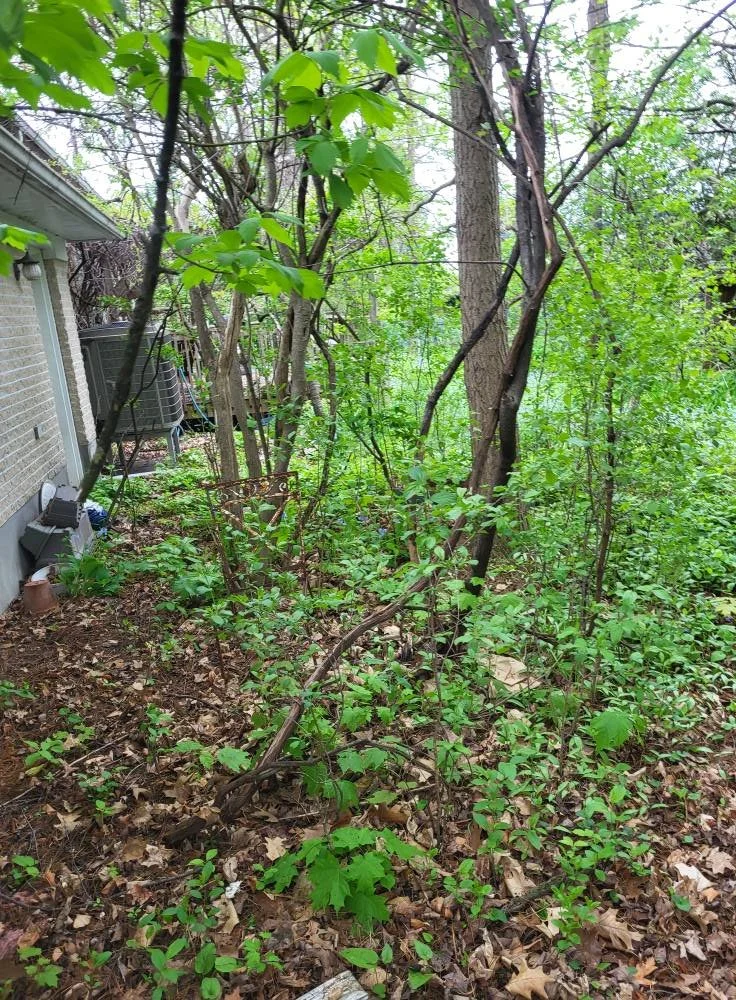 A backyard with dense green foliage, trees, and bushes next to a brick house with an air conditioning unit and electrical box.