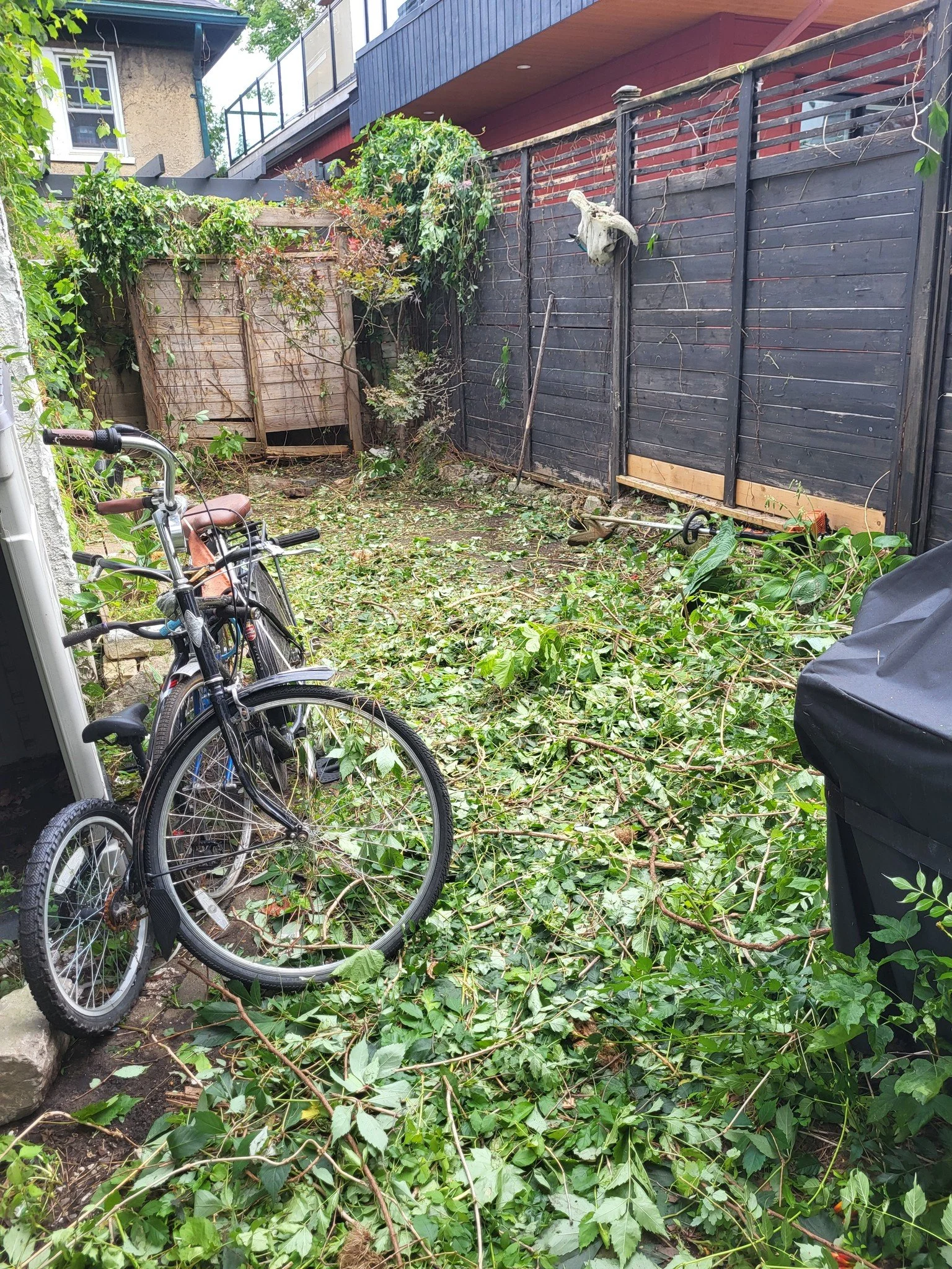 Backyard with overgrown branches, two bicycles, and a black fence with a mounted decorative skull.