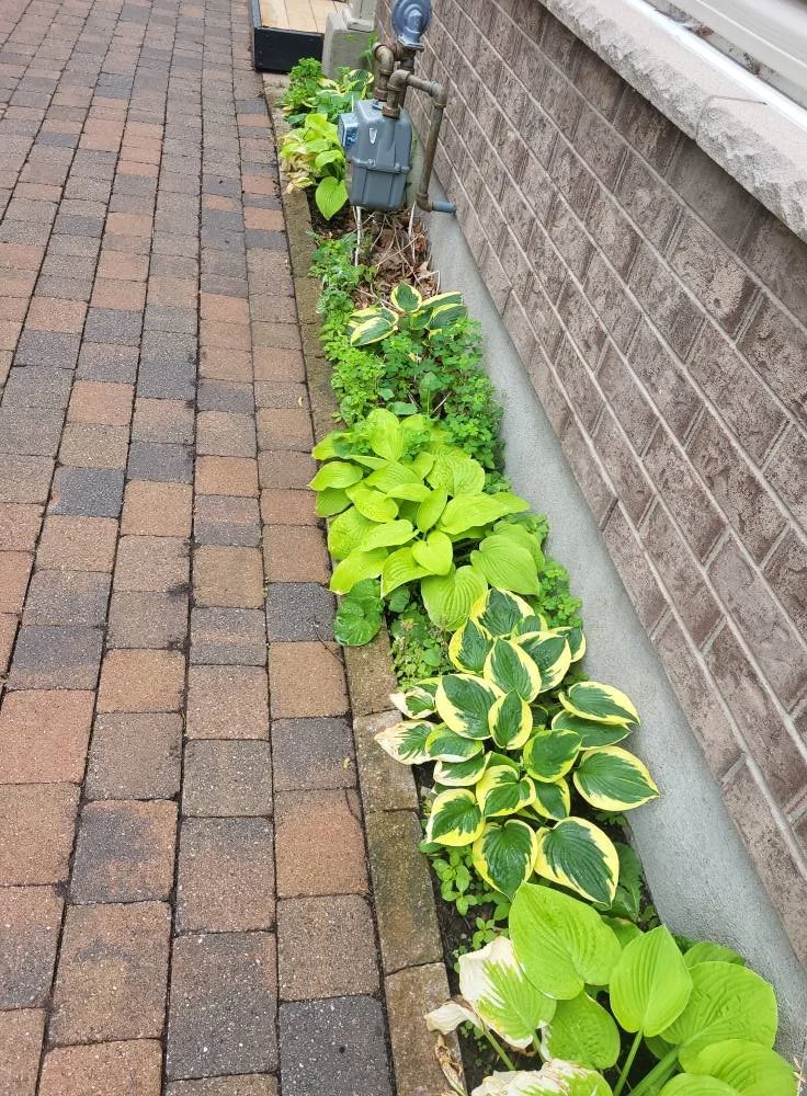 A row of green and variegated hosta plants growing along a brick pathway next to a brick house wall with an outdoor gas meter.