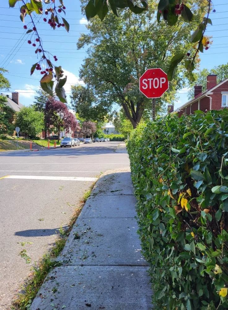 A red stop sign on a street corner with houses, trees, parked cars, and a blue sky in the background. The sidewalk is bordered by a hedge and overhanging branches.