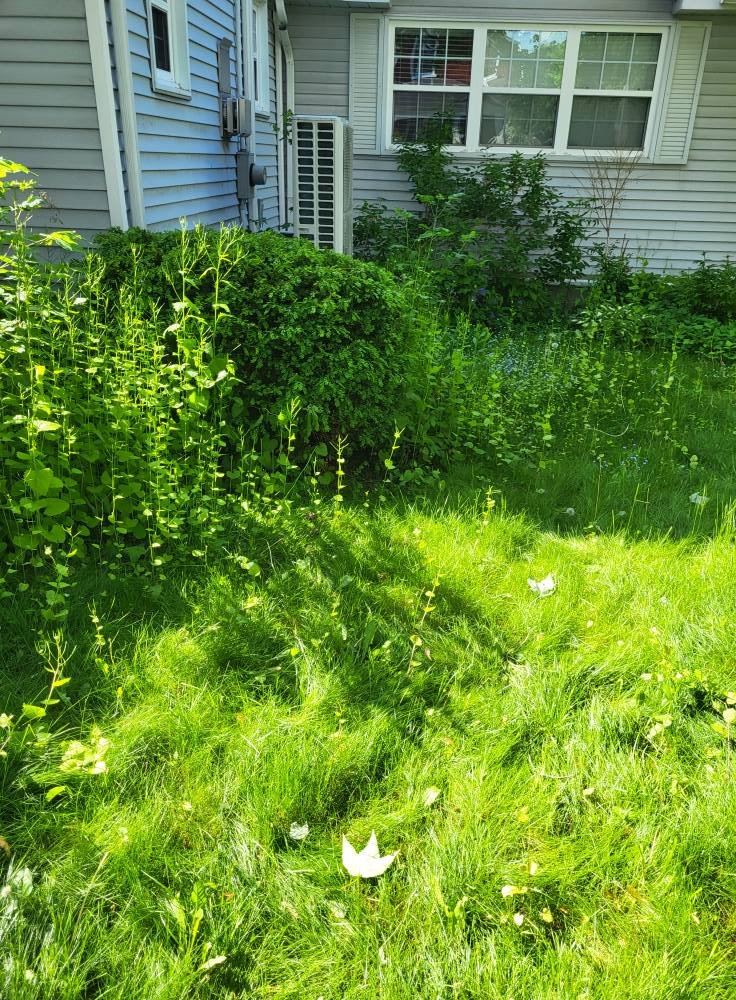 A backyard with green grass, bushes, and plants near a house with gray siding and white-trimmed windows.