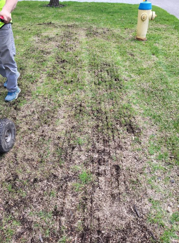 Muddy tire tracks in grass next to a fire hydrant and a person with a wheelbarrow.