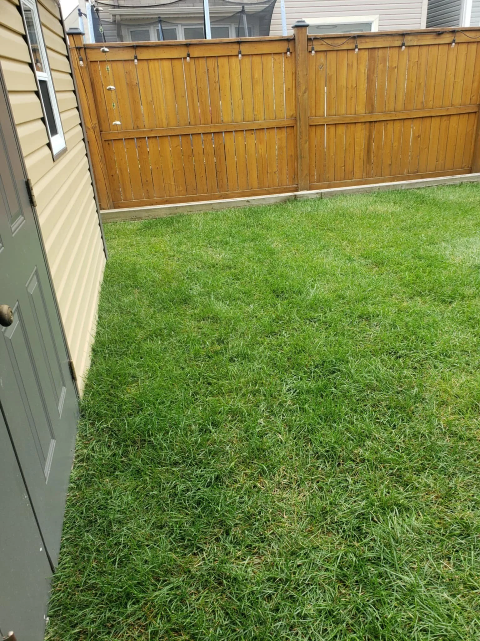 A backyard with green grass, beige siding house, wooden fence, and string lights.