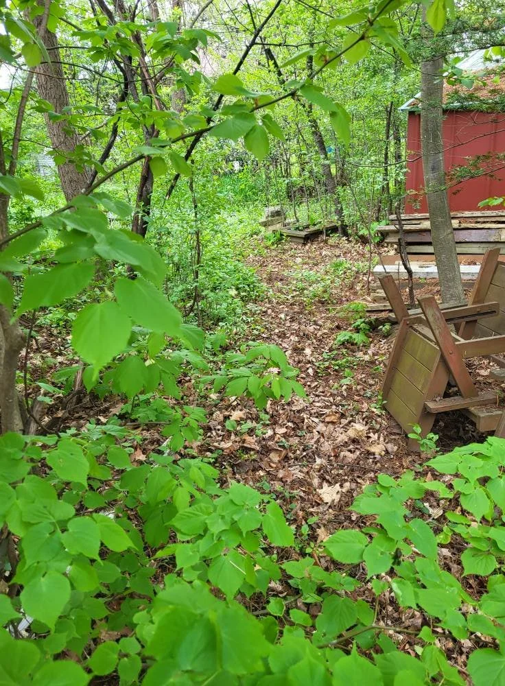 Overgrown woodland area with trees, green leaves, dried leaves on ground, and old wooden furniture near a red shed.