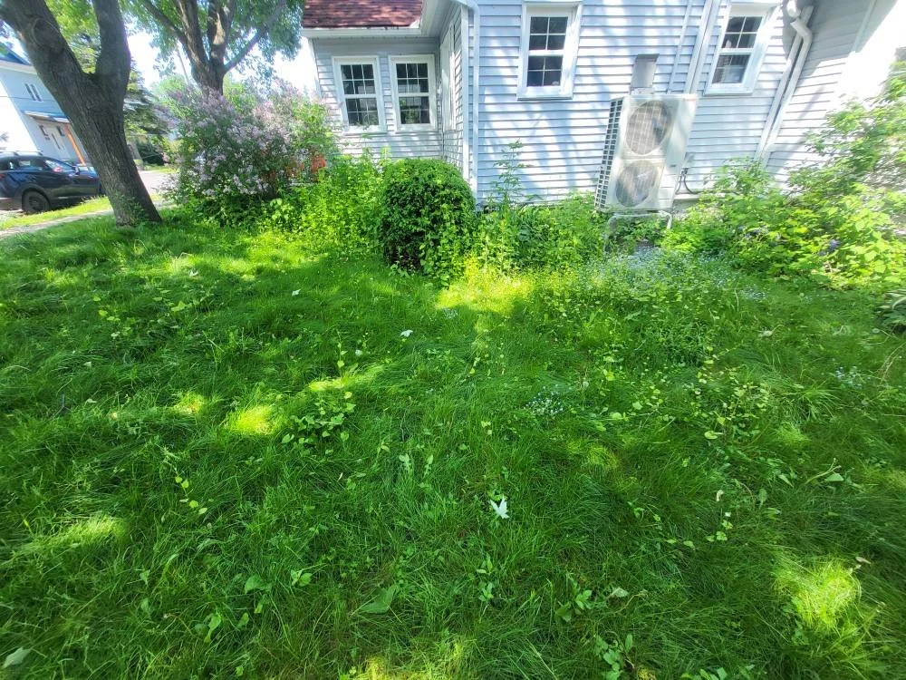 Lawn with green grass, bushes, flowering plant, trees, and part of a blue house with windows and an air conditioning unit on the exterior wall.