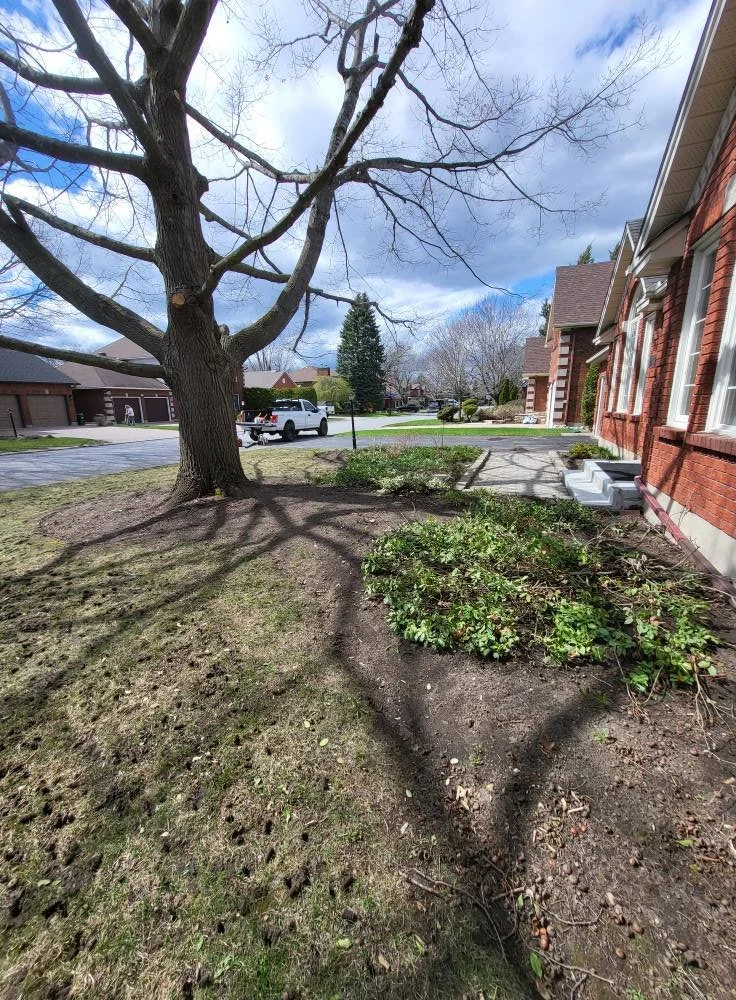 Front yard of a house with a large leafless tree, a patch of green shrubs, and a sidewalk. The house has red brick walls and steps leading to the front door. A white truck is parked on the street, and other houses are visible in the background under 