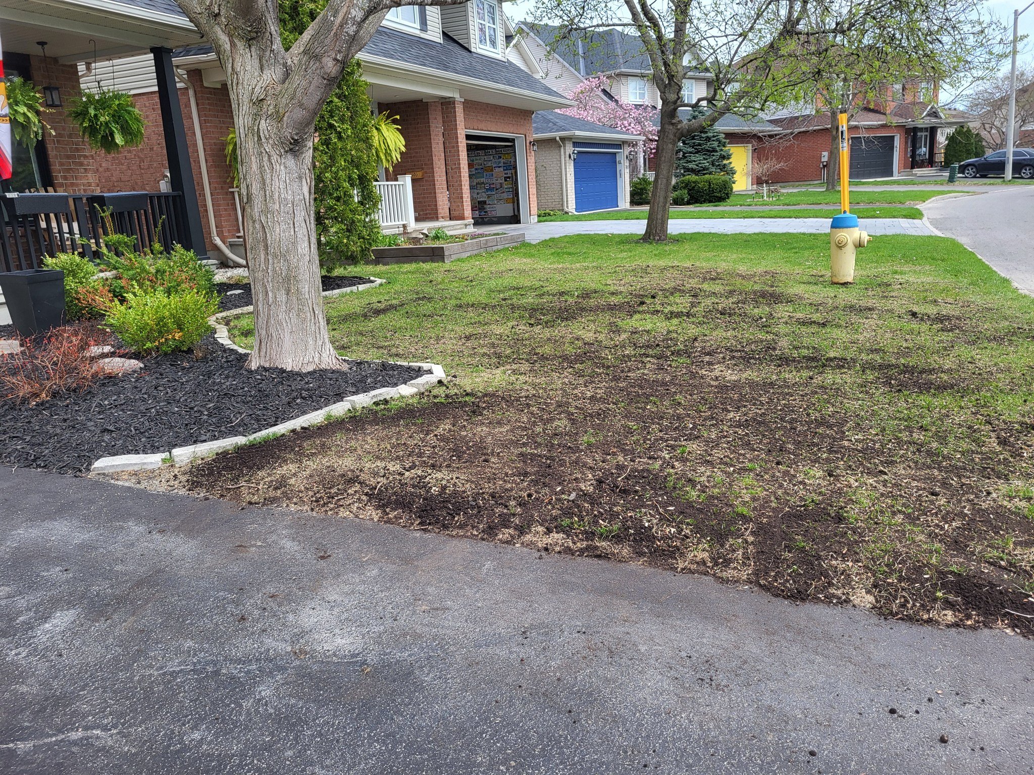 A front yard with a tree, some plants, and a section of grass with sparse growth. There is a fire hydrant and a tree in the background near a residential street.