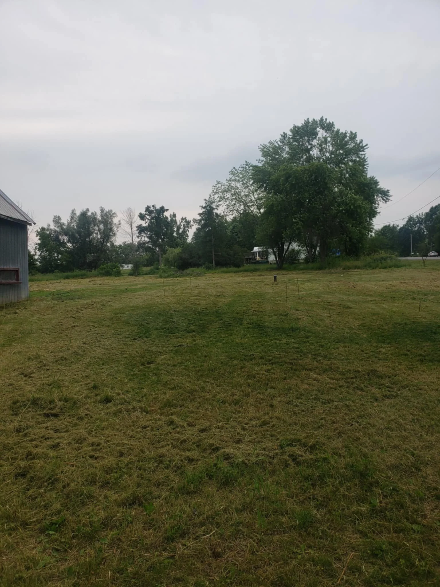 A grassy field with a large tree and overcast sky.