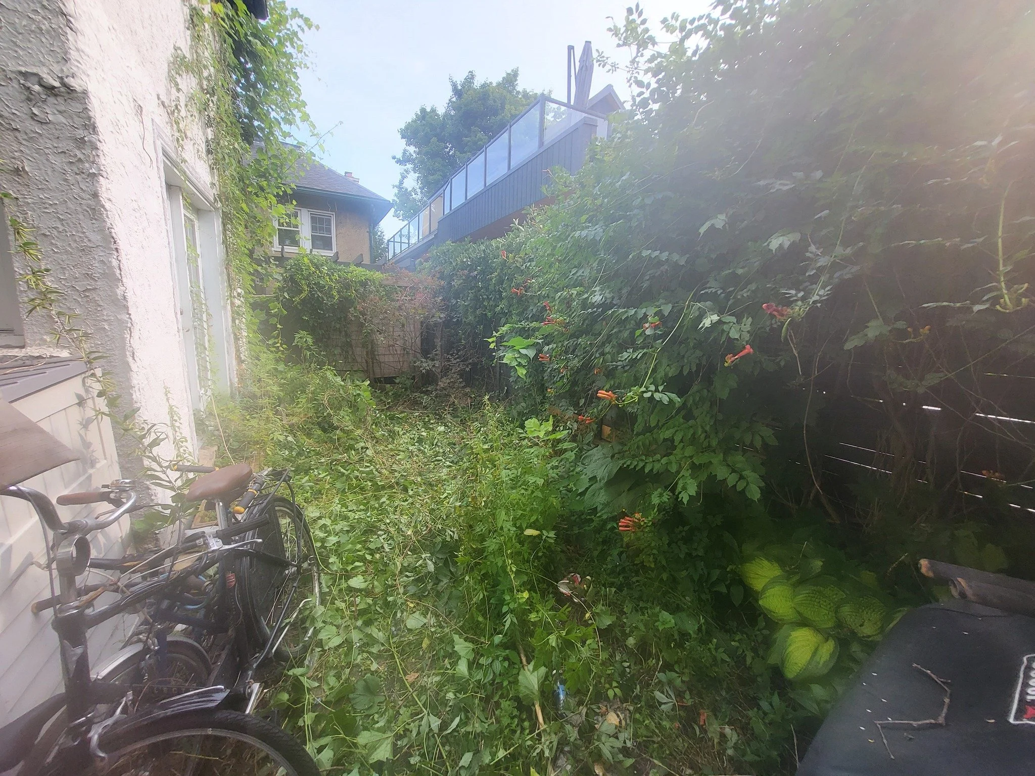 Overgrown backyard with a bicycle leaning against the house, dense greenery, plants, and flowers, with a fence and neighboring house in the background.