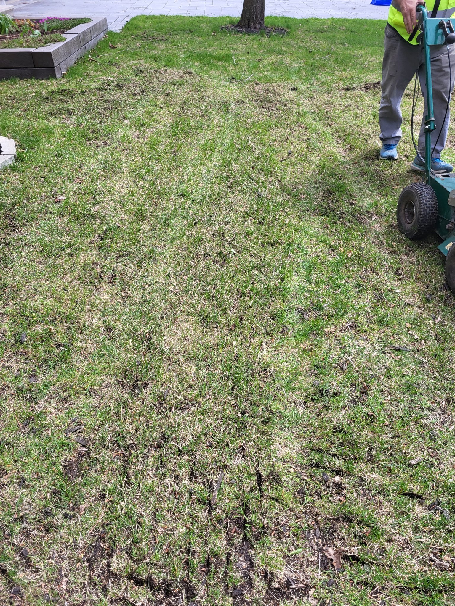 A person using a green lawn roller on a patchy lawn with green and brown grass, near a flower bed with purple flowers and a tree.
