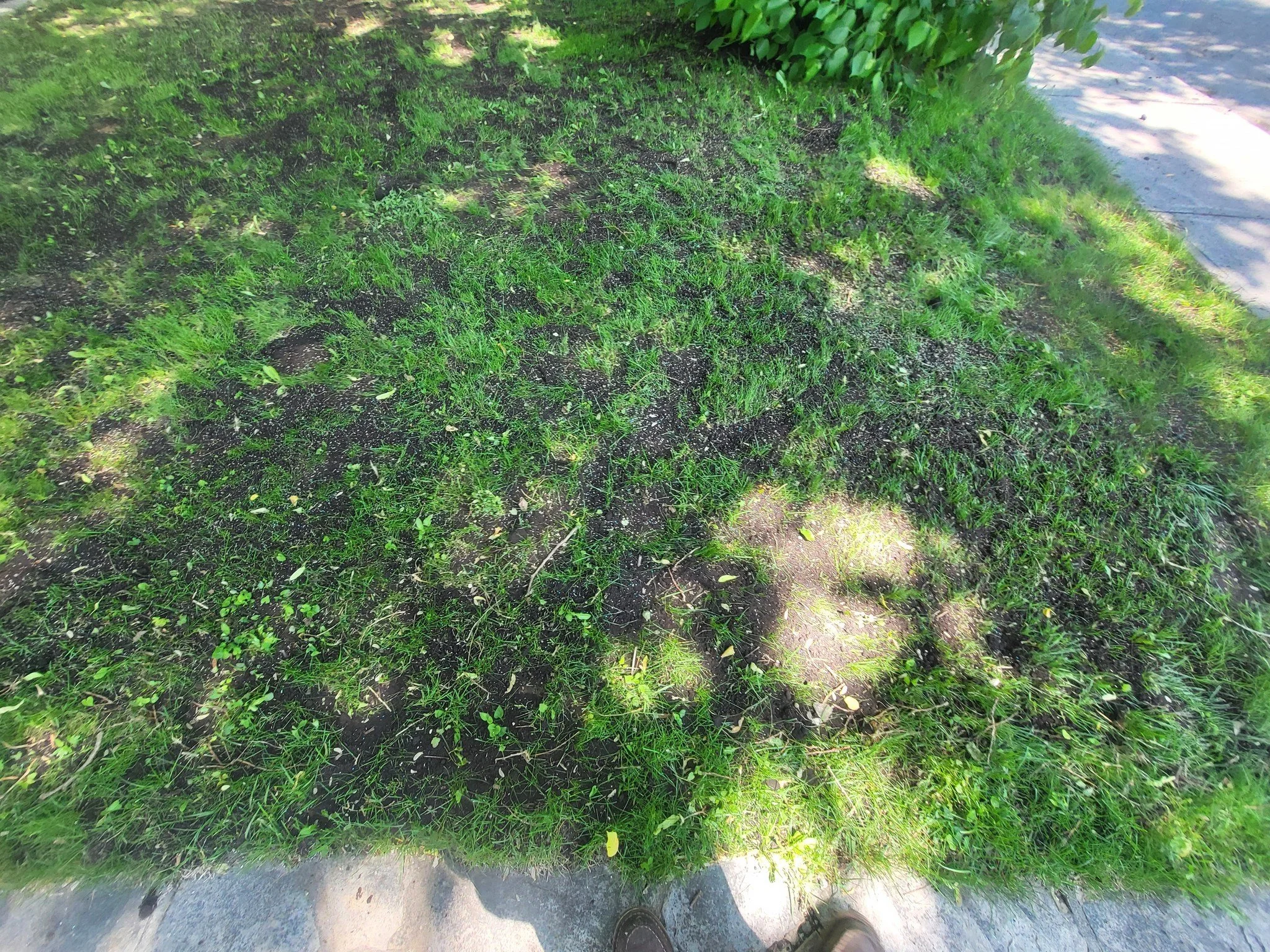 Shadow of a person taking a photo on a grassy patch near a sidewalk.