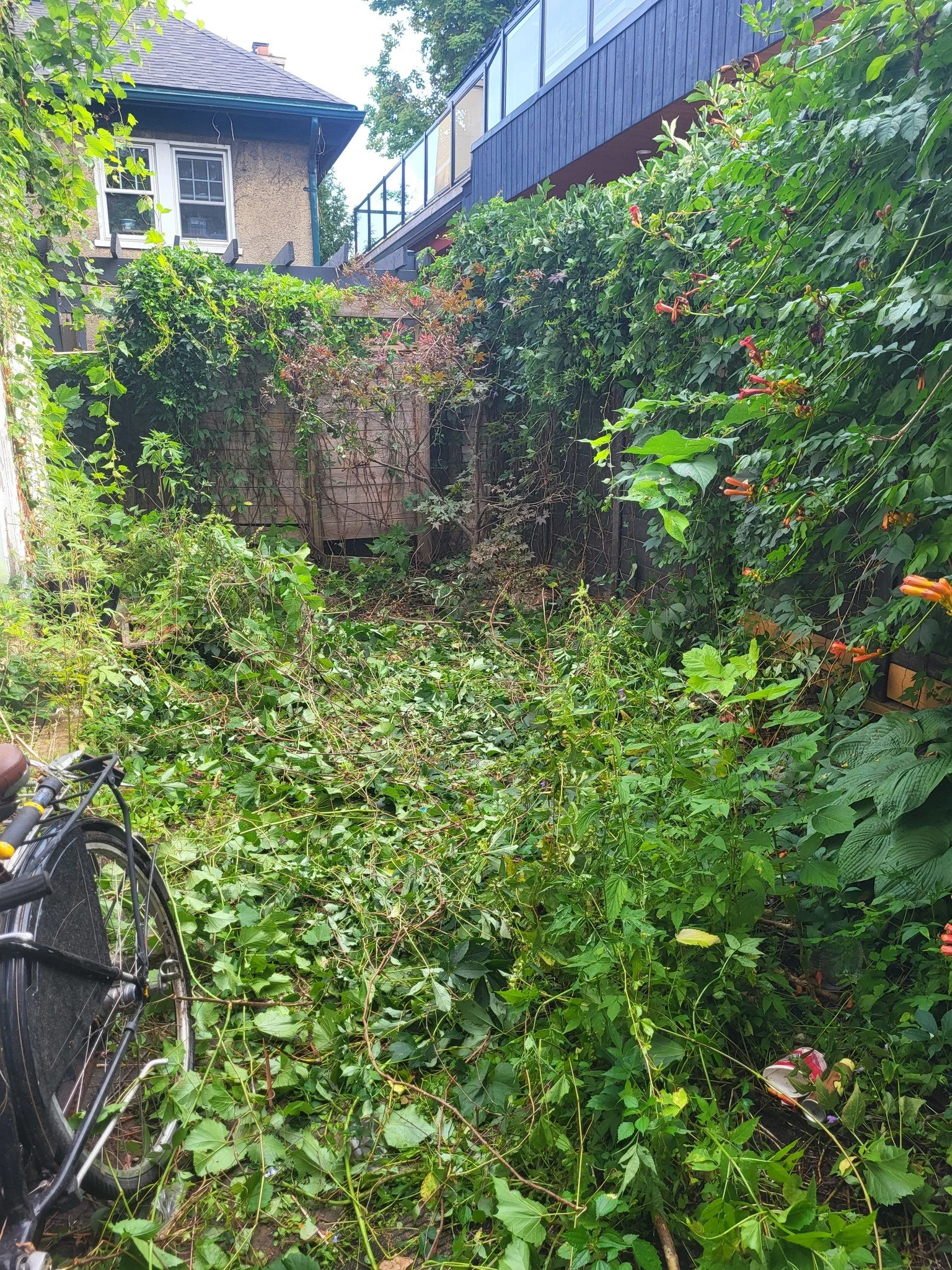 Overgrown backyard with fallen branches, green bushes, and vines, with a bicycle on the left side and neighboring houses in the background.