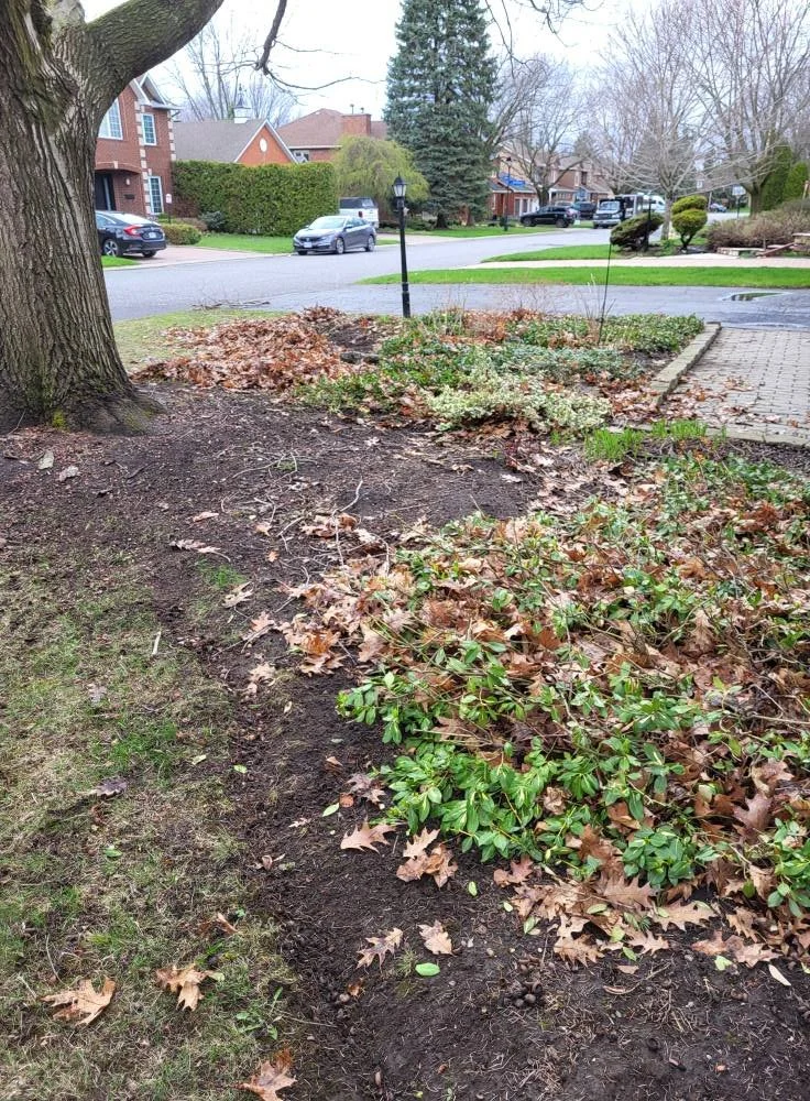 A landscaped yard with a large tree, bare soil, fallen leaves, and green shrubs, in front of a suburban street with cars and houses.