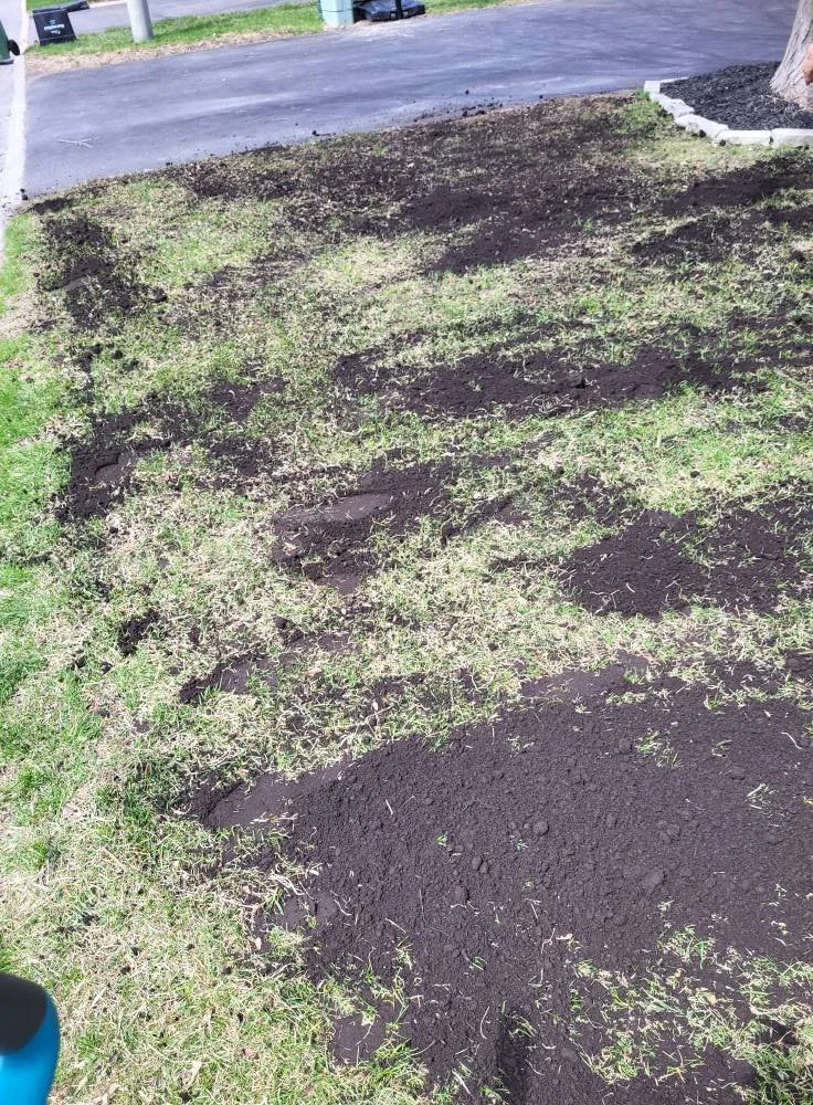 Freshly dug holes in a grassy lawn area, likely for planting new bushes or trees, with dark soil mounds nearby.