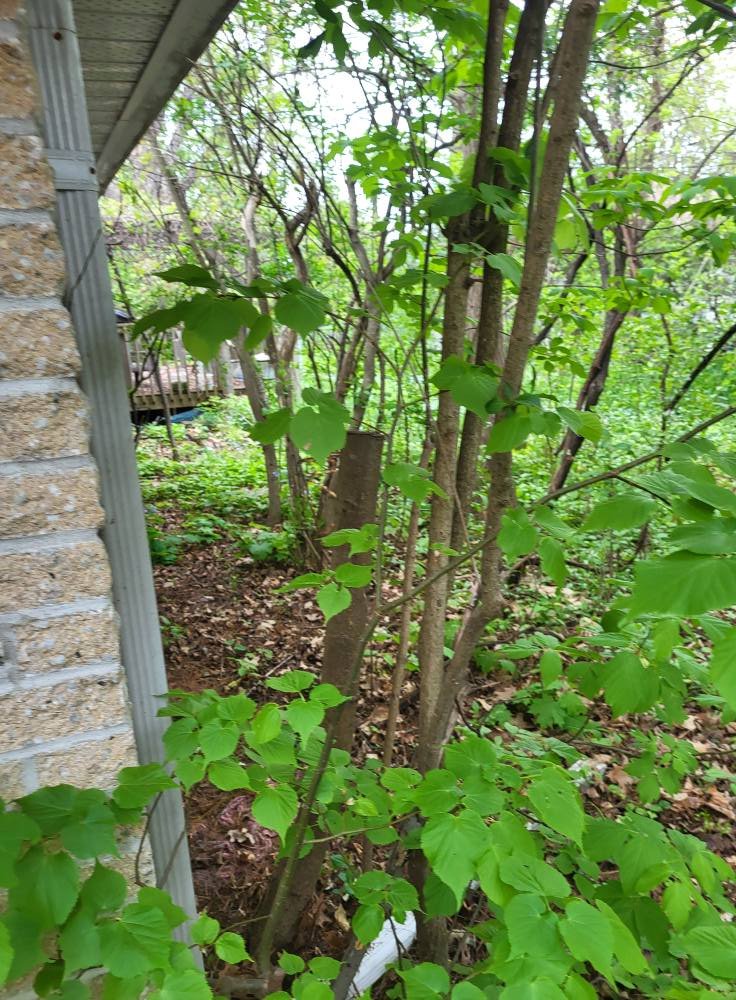 View of a wooded backyard area next to a brick house wall with green leaves and trees, some branches reaching near the house.
